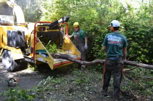 tree services Citrus Springs